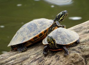 These river cooters are a common, colorful basking-type turtle. 