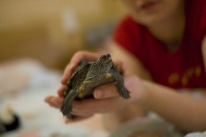 Why Pet Turtles? Turtles as Pets