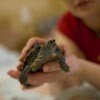 pet turtles - turtles as pets