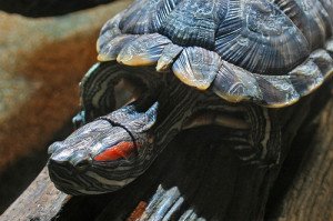 Red eared sliders live a long time, and thus require a long term commitment.