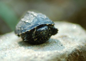 A tiny hatchling musk turtle found on a trail!