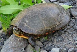 Midland painted turtle