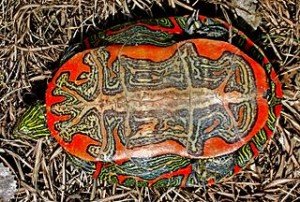 Western painted turtle