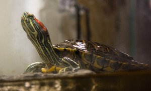 Red eared sliders are likely to remain popular for a very long time.