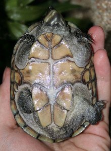 Underside of a musk turtle showing the reduced plastron typical of the genus.