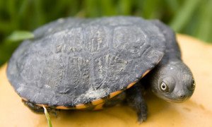 Types of Freshwater Aquatic Turtles