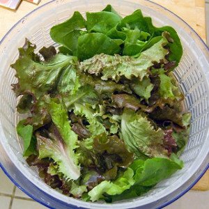 Leafy greens are a necessary, but easily overlooked aquatic turtle food.