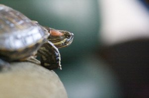 Pet turtles are not fragile, but should be handled infrequently to minimize stress.