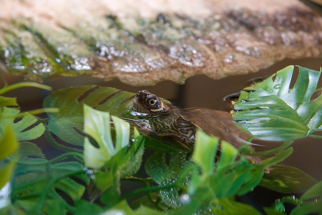 How to setup a turtle tank.