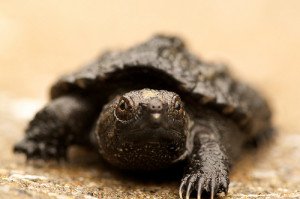 The common snapping turtle is a voracious predator.