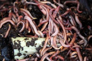 Earthworms, with their high calcium to phosphorous ratio, may be the perfect natural turtle food!