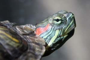 All About Red Eared Sliders