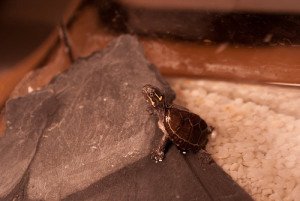 Hatchling musk turtles should be kept in shallow, slow-moving water.