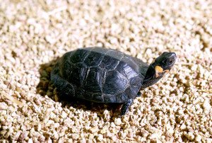 The bog turtle is highly vulnerable to upland habitat degradation.