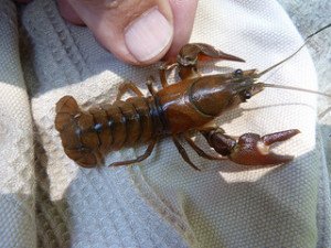 Crayfish are often found in stomach content analyses of wild aquatic turtles.