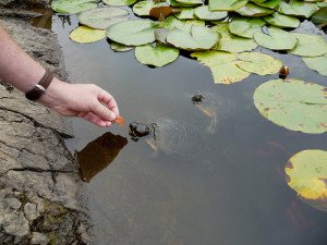 Red eared sliders can become quite tame, especially if food is involved!