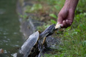 Even the best turtle foods can be harmful if overfed!