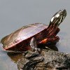 painted turtles