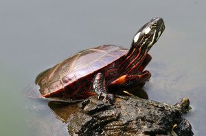 Painted Turtles as Pets