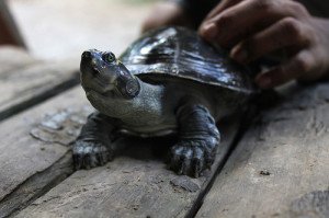 Turtles make great pets the require minimal care.