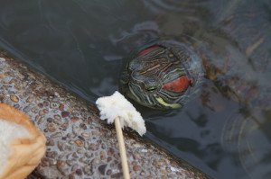 Most pet turtles are very comfortable accepting food from your hand.