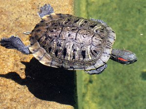 Watching aquatic turtles swim can be mesmorizing.