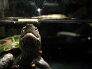 Selecting Aquatic Turtle Food