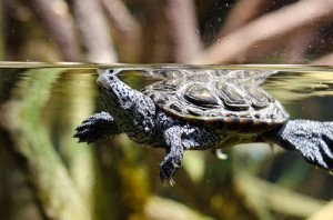 Turtle Tank Setup