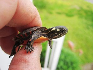 This tiny hatchling is cute, but keep it away from young children that may want to see what they taste like!